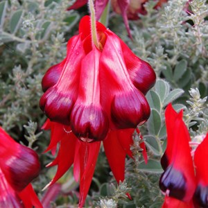 Colours of Roxby Downs - South Australia