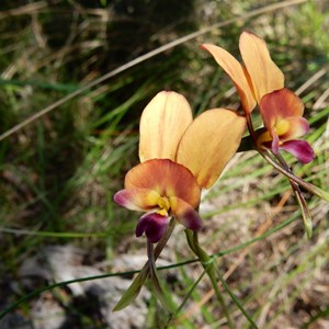 Donkey Orchid