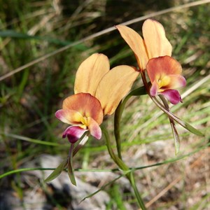 Donkey Orchid