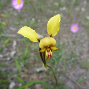 Donkey Orchid