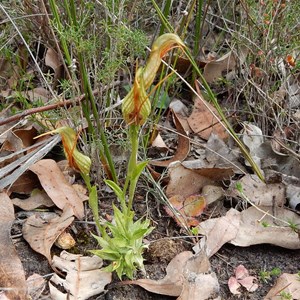 Bird Orchid