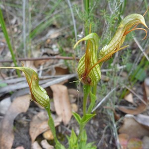 Bird Orchid