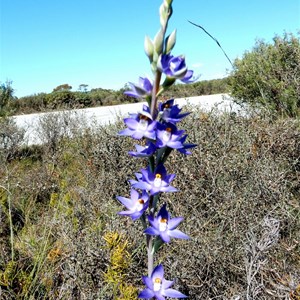 Granite Sun Orchid