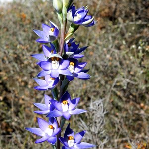 Granite Sun Orchid