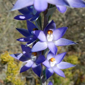 Granite Sun Orchid