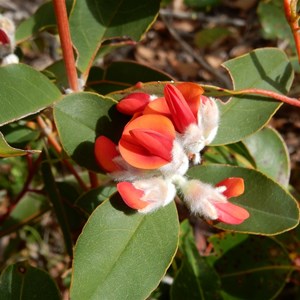 Mountain Pea - Oxylobium aff. atropurpureum