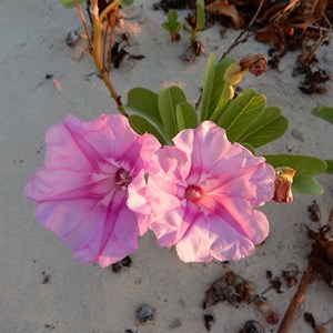 Dune Flower