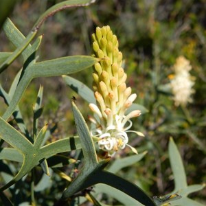 Hakea