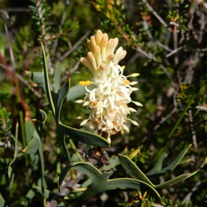 Hakea