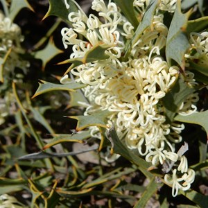 Hakea