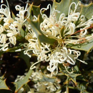 Hakea