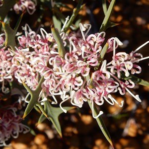 Hakea