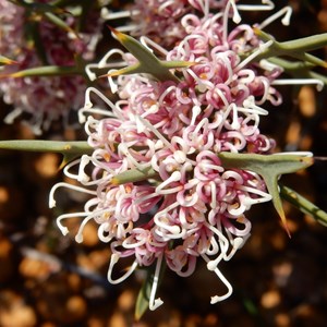 Hakea