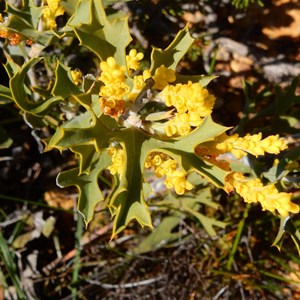 Hakea