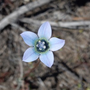 Unknown Small Blue Flower