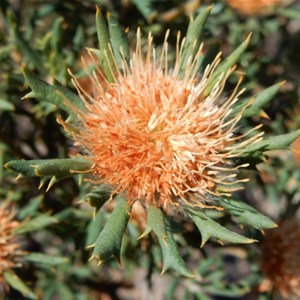 Dryandra