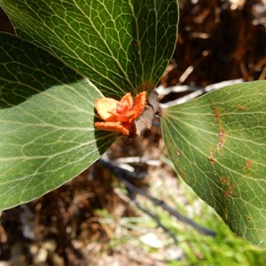 Unknown wildflower