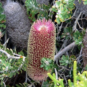 Banksia praemorsa, coast south of Albany, WA