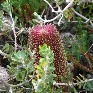 Banksia praemorsa, coast south of Albany, WA