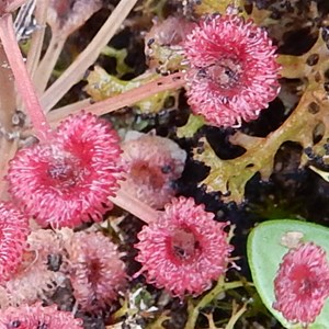 Drosera - Sundew