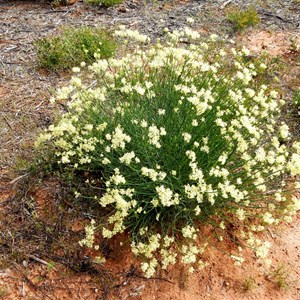 Pop flower - Glyschrocaryn flavescens