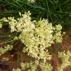Pop flower - Glyschrocaryn flavescens