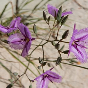 Fringe Lily