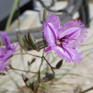 Fringe Lily - Thyasanotus manglesianus
