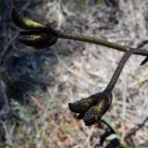 Black Kangaroo Paw - Macropidia fuliginosa