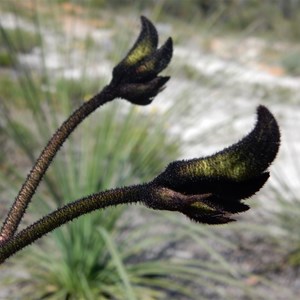 Black Kangaroo Paw - Macropidia fuliginosa