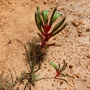 Bicolor Kangaroo Paw