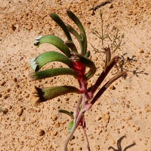 Bicolor Kangaroo Paw