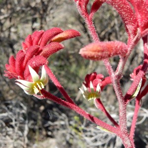 Kangaroo Paw