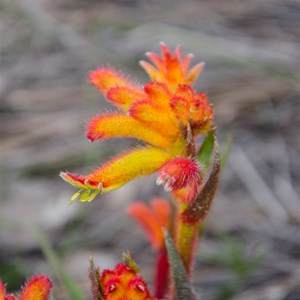 Anigozanthos humilis subsp. humilis