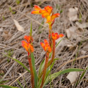 Anigozanthos humilis subsp. humilis