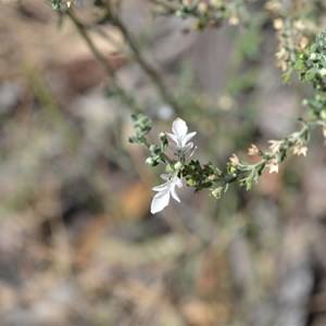 Grey Germander