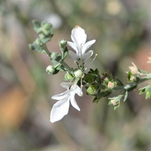 Grey Germander