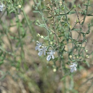 Grey Germander