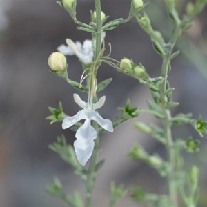 Grey Germander