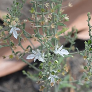 Grey Germander