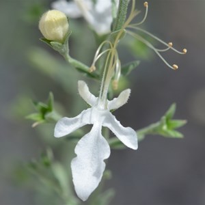 Grey Germander