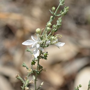 Grey Germander