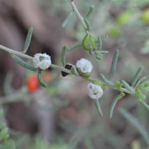 Ruby Saltbush