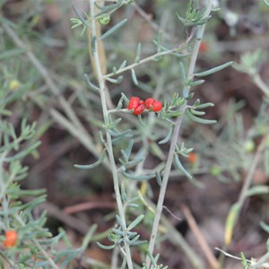 Ruby Saltbush