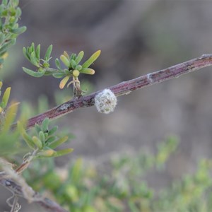 Ruby Saltbush