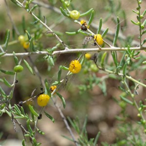 Ruby Saltbush