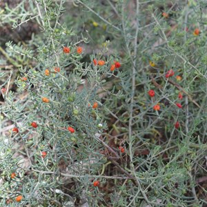 Ruby Saltbush