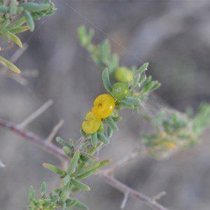 Ruby Saltbush