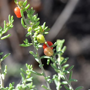 Ruby Saltbush