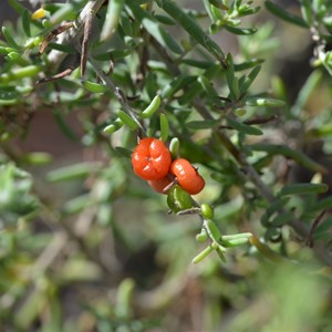 Ruby Saltbush